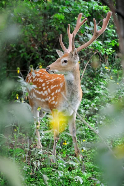 夏の木に whitetail シカ立っています。 — ストック写真