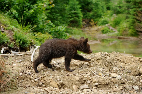 Puiul de urs brun — Fotografie, imagine de stoc
