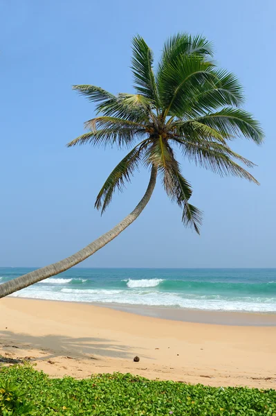 Tropischer Strand — Stockfoto