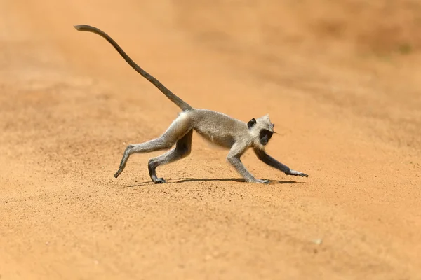 Aap in de levende natuur — Stockfoto