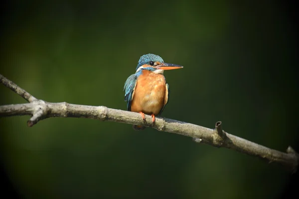 Mavi Kingfisher kuş — Stok fotoğraf