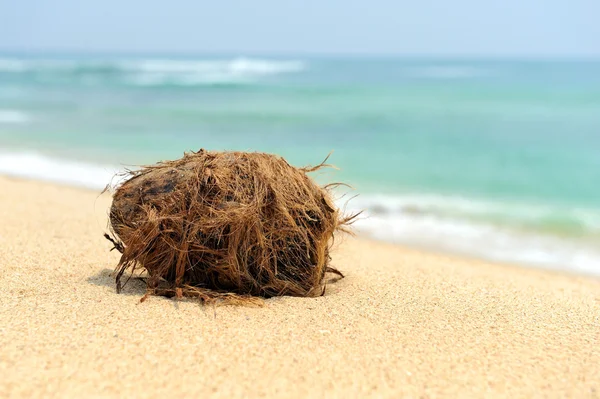 Kokos na tropikalnej plaży — Zdjęcie stockowe