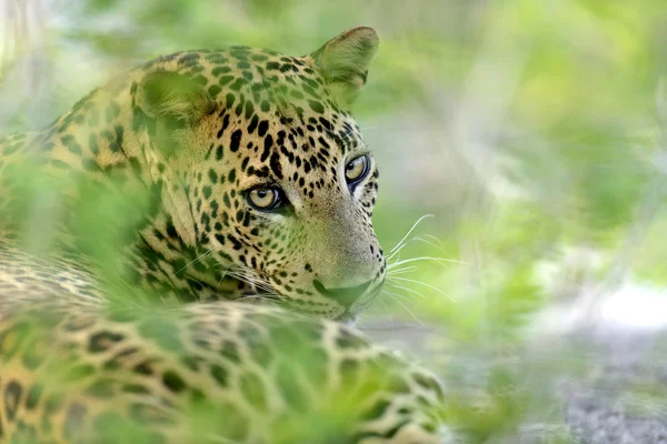 Leopardo — Foto de Stock