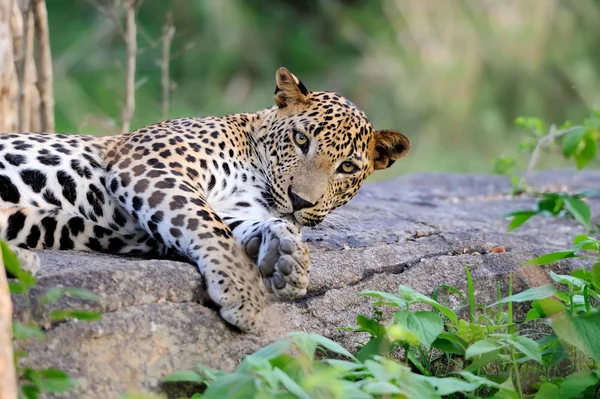 Leopardo — Foto de Stock