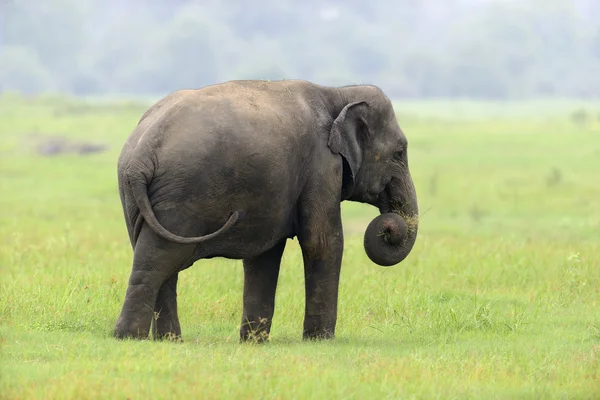 Elephants — Stock Photo, Image