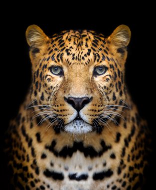leopar portre