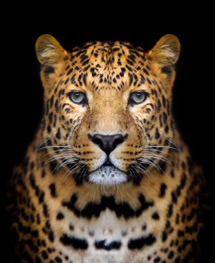 Leopard portrait clipart