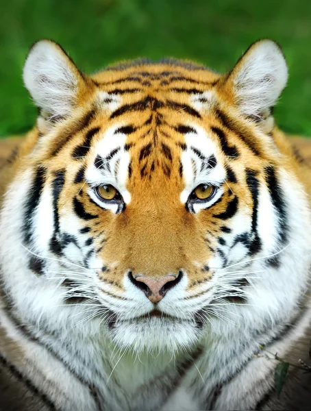 Tiger — Stockfoto