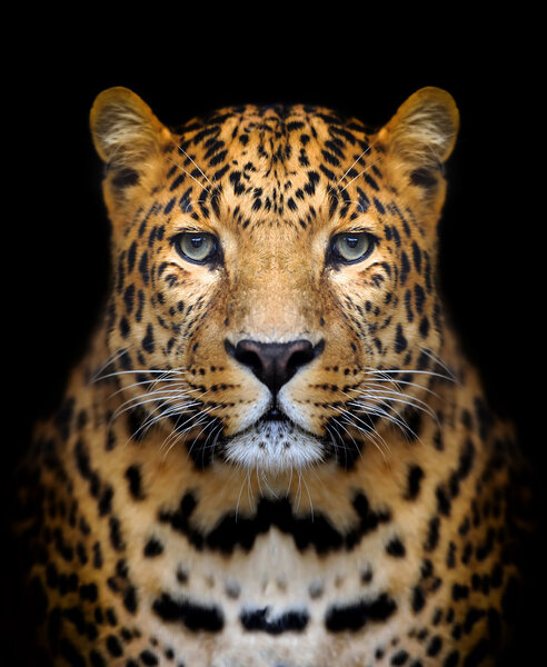 Leopard portrait