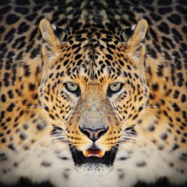 leopar