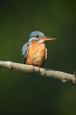 Mavi Kingfisher kuş