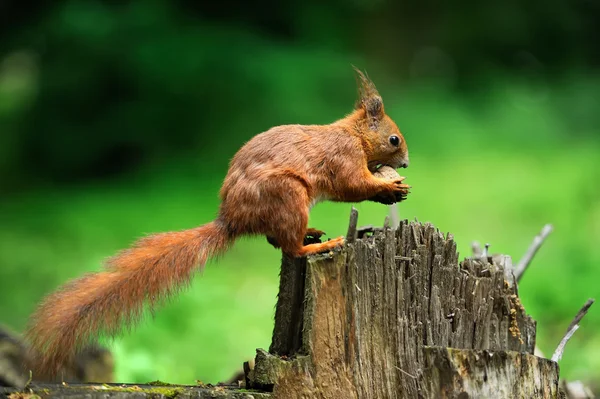 Ardilla con nueces — Foto de Stock