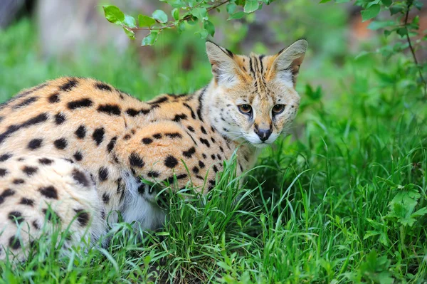 Serval サー — ストック写真