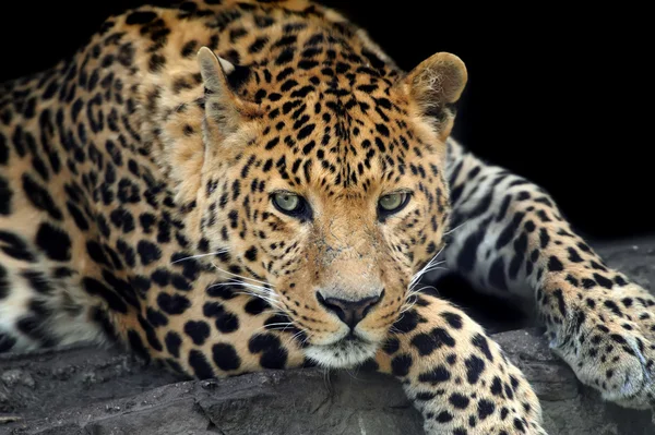 Leopardo — Foto Stock