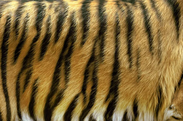 Textura da pele de tigre real — Fotografia de Stock