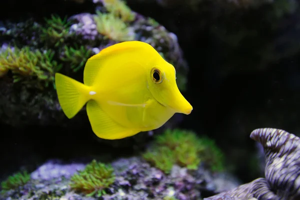 Unterwasserszene — Stockfoto