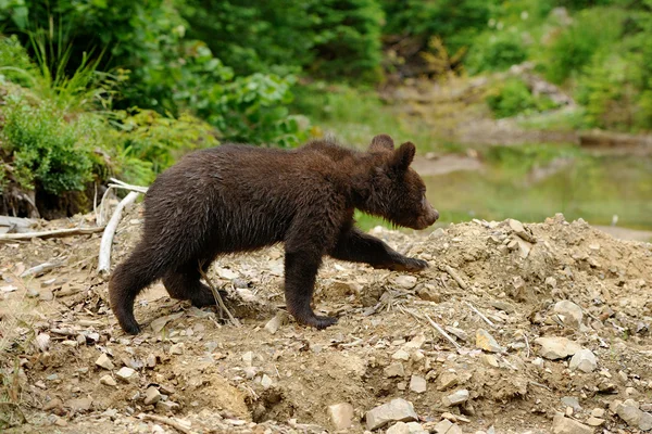 Björnen cub Stockbild