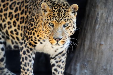 leopar