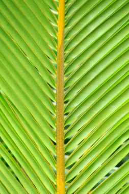 Yeşil Palmiye yapraklarının dokuları