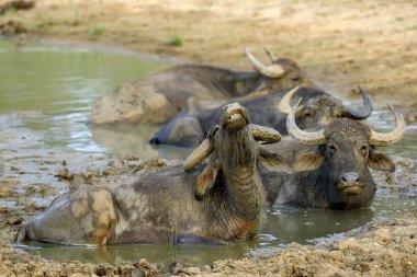 su aygırı bir gölde banyo