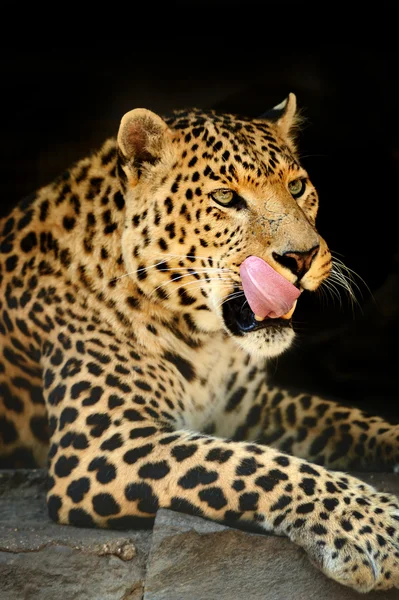 Leopard — Stockfoto