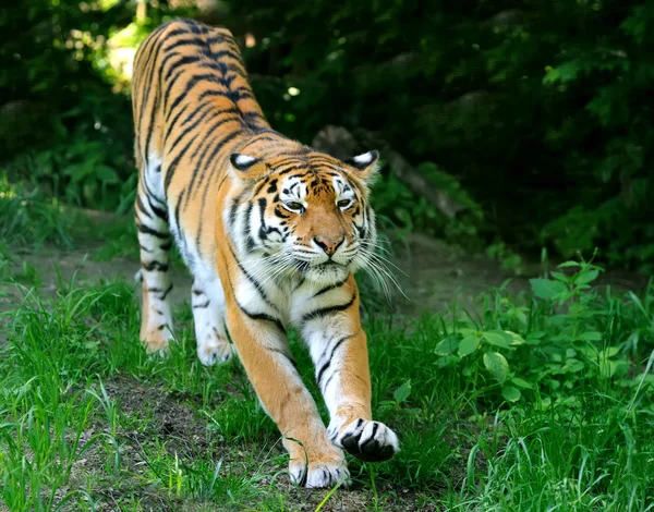 Тигр — стоковое фото