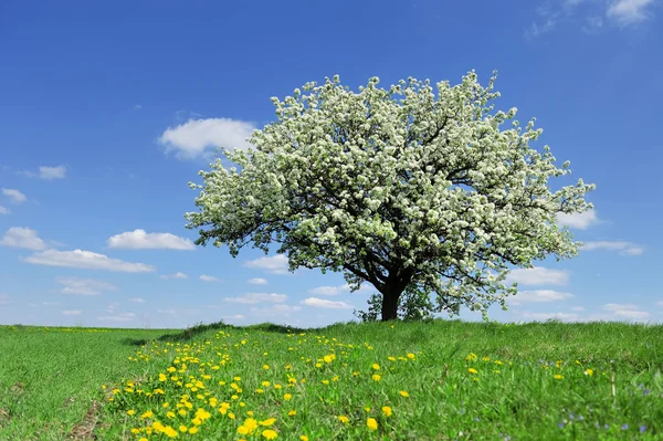 Árvore na primavera — Fotografia de Stock