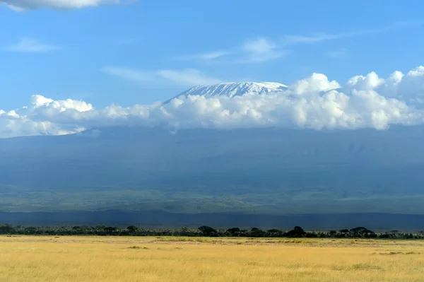 Kilimanjaro Dağı tepesinde kar — Stok fotoğraf