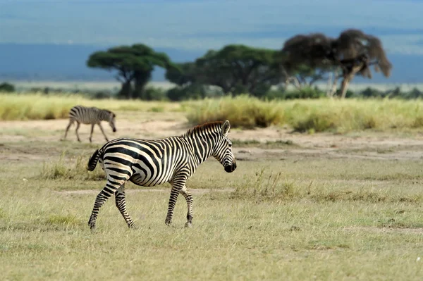 Zebra — Stockfoto