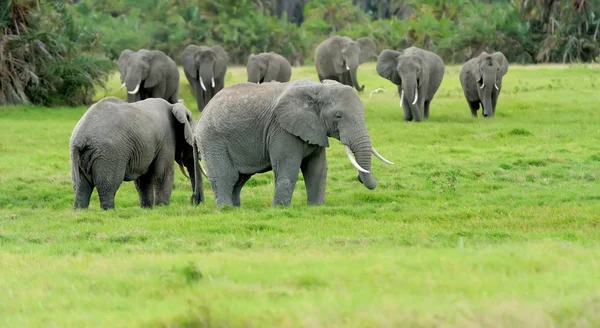 Elephant — Stock Photo, Image