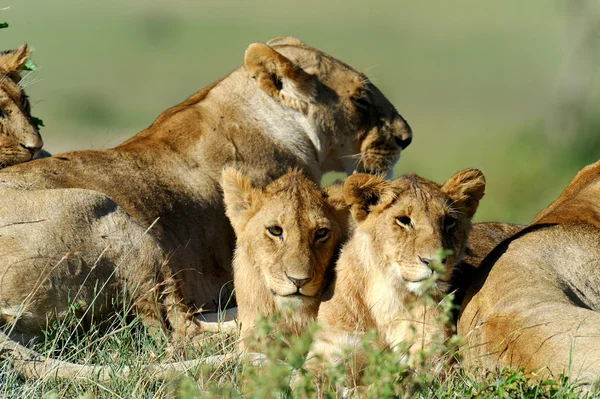 マサイマラ国立保護区、ケニアの草のライオン — ストック写真
