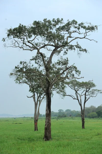 Tre alberi alti — Foto Stock