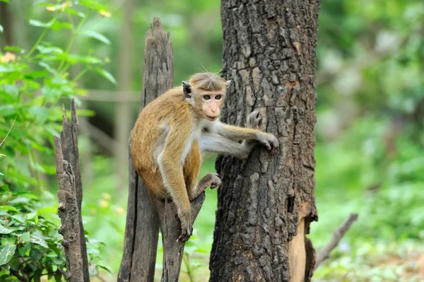 생활 자연 원숭이 — 스톡 사진