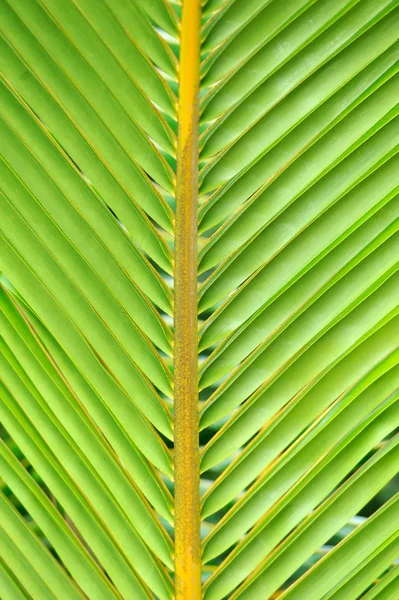 Textures of Green Palm leaves — Stock Photo, Image