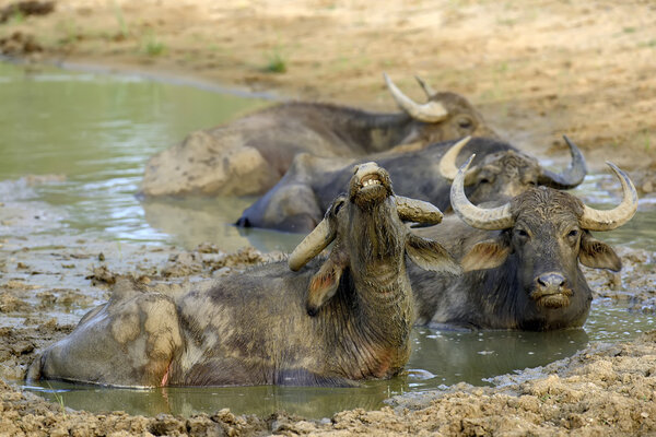 Water buffalo are bathing in a lake