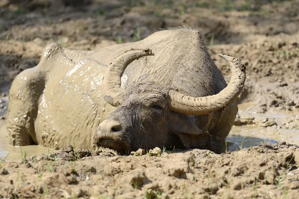 Búfalo de água estão tomando banho em um lago — Fotografia de Stock