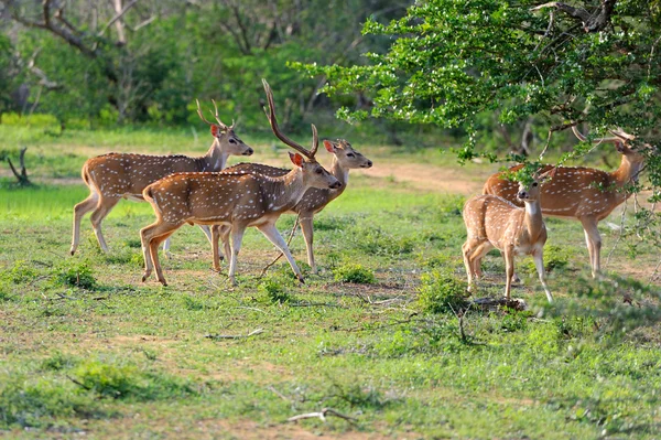 Wild Spotted deer — Stock Photo, Image