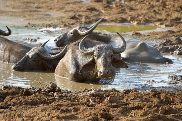 Water buffalo are bathing in a lake