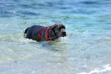 Young black dog swimming in the sea