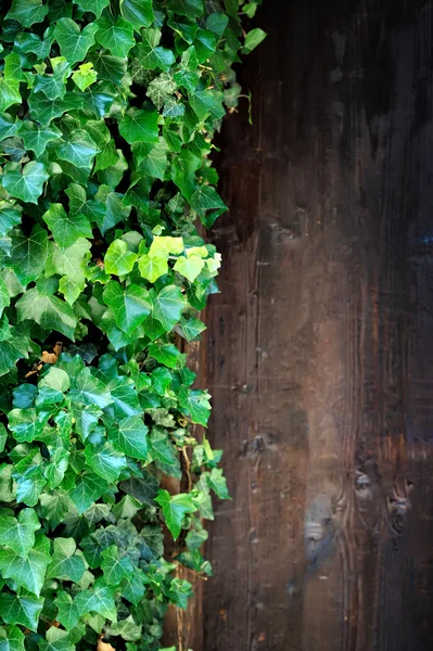 Ivy growing on old doors — Stock Fotó