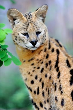Serval