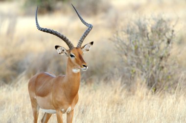 Impala savana içinde