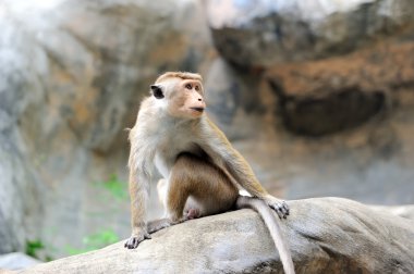 maymun yaşayan doğada