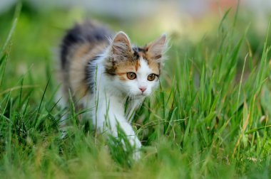 Genç kedi