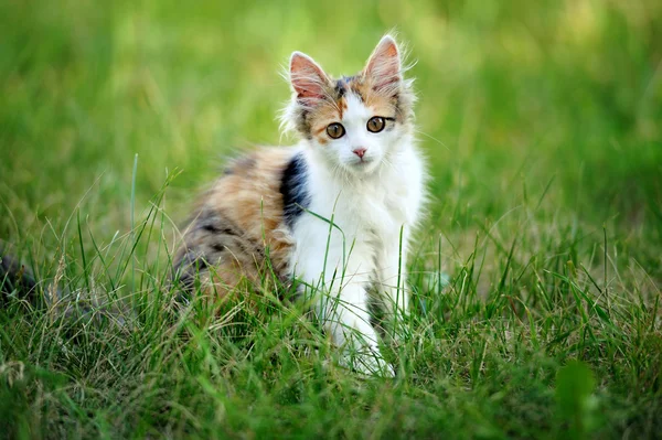 Gato joven — Foto de Stock