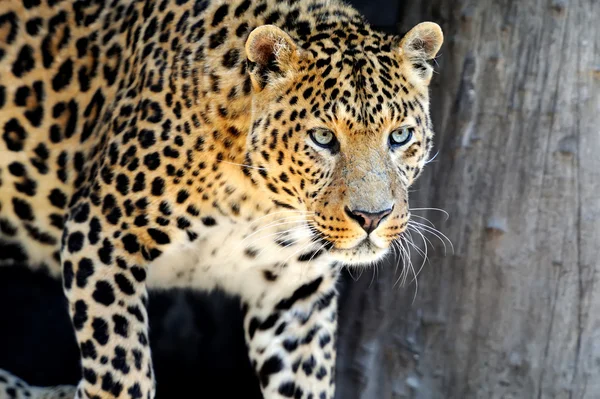 Leopardo — Foto de Stock