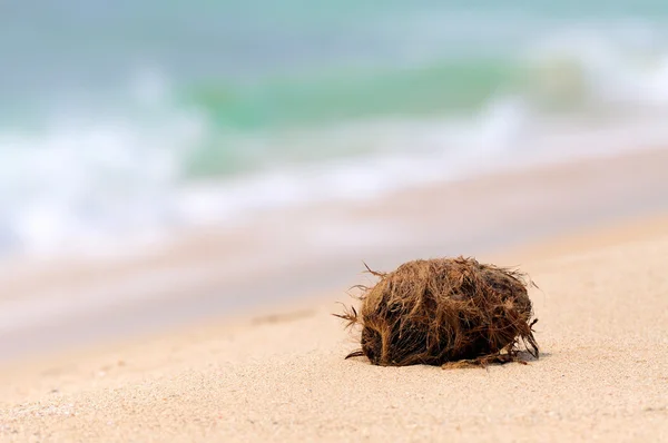 Kokos på tropisk strand — Stockfoto