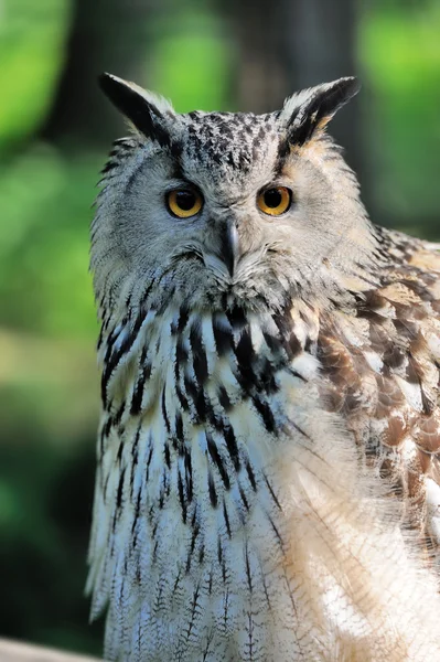 Close-up owl — Stock Photo, Image