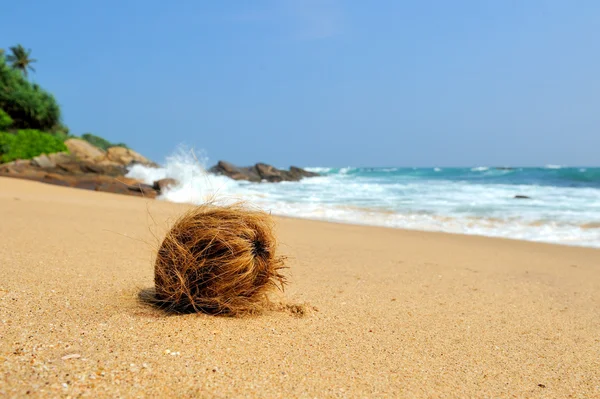 Kokos på tropisk strand — Stockfoto