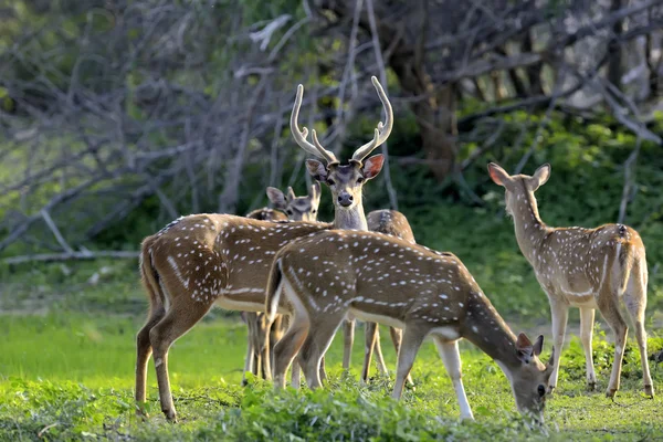 Wildfleckenhirsche — Stockfoto